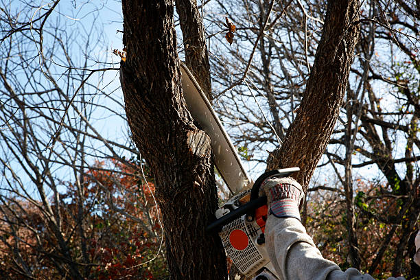 Best Lawn Maintenance Plans  in Paonia, CO